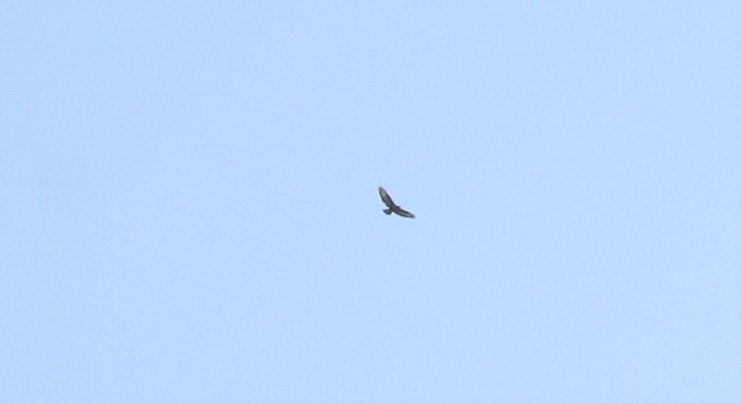 falco